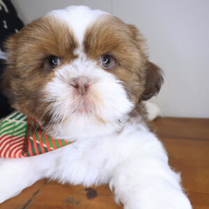 Beast Shih Tzu 01 Beast Shih Tzu 01