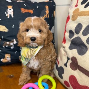 Beau Cockapoo 01 Beau Cockapoo 01