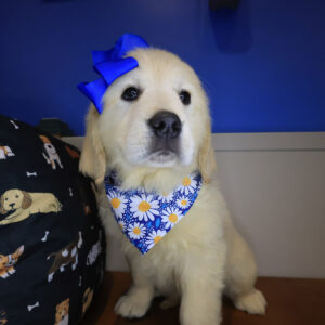 Betsy Golden Retriever 01 Betsy Golden Retriever 01