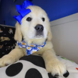 Betsy Golden Retriever 02