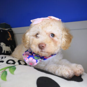 Betty Poodle 01 Betty Poodle 01