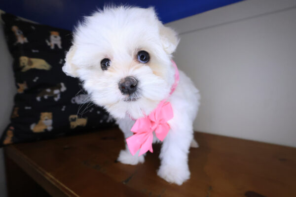 Billie Maltipoo 01