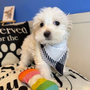 Billie Maltipoo 01 Billie Maltipoo 01