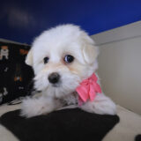 Billie Maltipoo 02