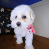 Billie Maltipoo 03