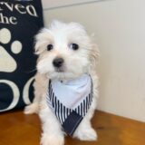 Billie Maltipoo 04