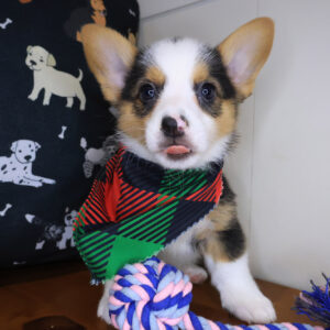 Bisho Pembroke Welsh Corgi 01 Bisho Pembroke Welsh Corgi 01