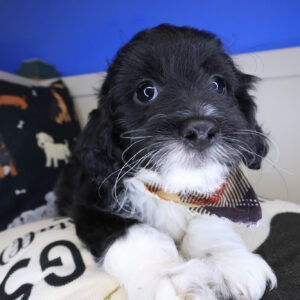 Bloom Cockapoo 01 Bloom Cockapoo 01