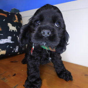 Boomer Cocker Spaniel 01 Boomer Cocker Spaniel 01