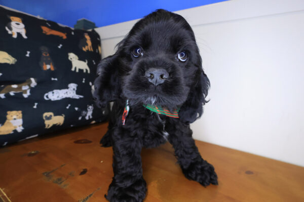 Boomer Cocker Spaniel 01