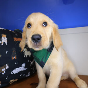 Boomer Golden Retriever 01 Boomer Golden Retriever 01