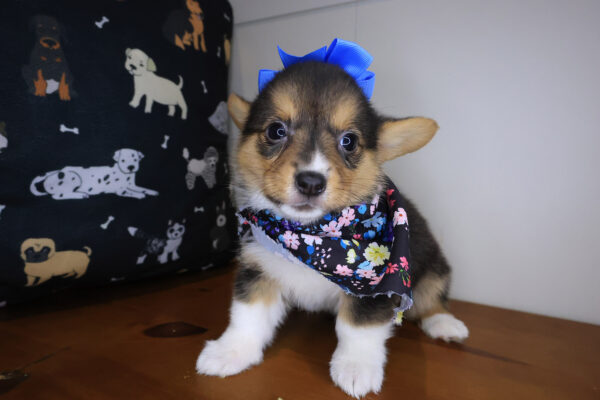 Bronte Pembroke Welsh Corgi 01