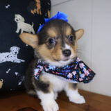 Bronte Pembroke Welsh Corgi 03