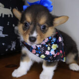 Bronte Pembroke Welsh Corgi 04