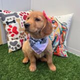 Bubba Golden Retriever 02