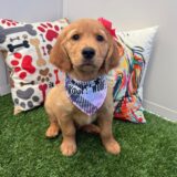 Bubba Golden Retriever 04