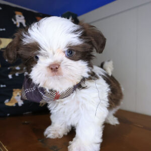 Bun Shih Tzu 01 Bun Shih Tzu 01