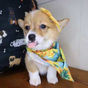 Casper Pembroke Welsh Corgi 01 Casper Pembroke Welsh Corgi 01