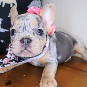 Coconut French Bulldog 01 Coconut French Bulldog 01