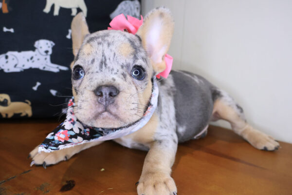 Coconut French Bulldog 01
