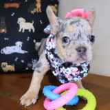Coconut French Bulldog 02