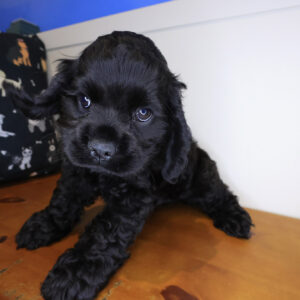 Cole Cocker Spaniel 01 Cole Cocker Spaniel 01