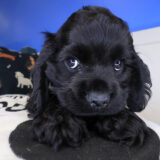 Cole Cocker Spaniel 02