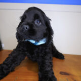 Cole Cocker Spaniel 03