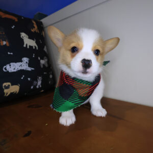 Cole Pembroke Welsh Corgi 01 Cole Pembroke Welsh Corgi 01