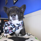 Darla Pembroke Welsh Corgi 01