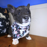 Darla Pembroke Welsh Corgi 03