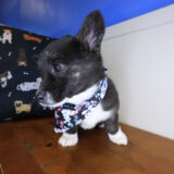 Darla Pembroke Welsh Corgi 04