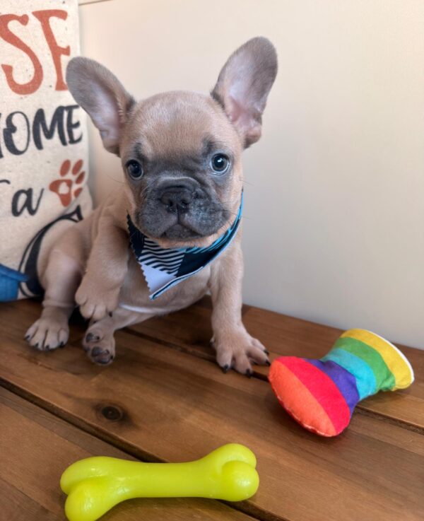 Dasher French Bulldog 01