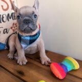 Dasher French Bulldog 02
