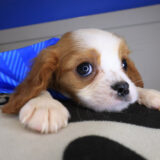 Dazzler Cavalier King Charles Spaniel 04