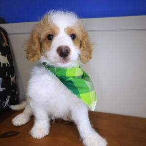 Dean Goldendoodle 01 Dean Goldendoodle 01