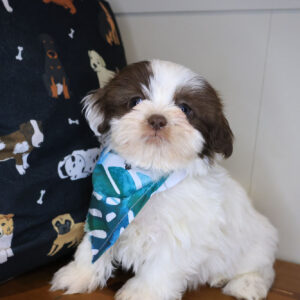 Dieter Shih Tzu 01
