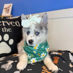 Dior Pomsky 01 Dior Pomsky 01