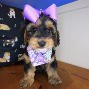 Early Doxiepoo 01 Early Doxiepoo 01