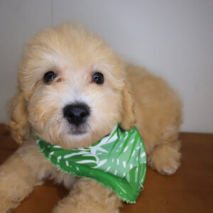 Eli Poodle 01 Eli Poodle 01