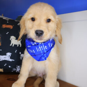 Emilio Golden Retriever 01 Emilio Golden Retriever 01