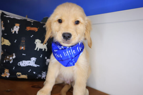 Emilio Golden Retriever 01