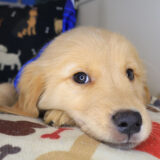 Emilio Golden Retriever 02