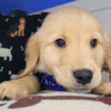 Emilio Golden Retriever 04