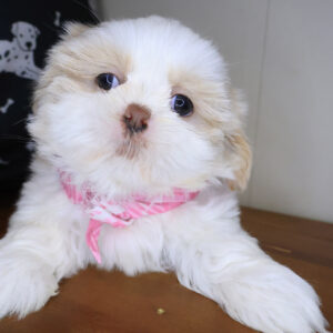 Flower Shih Tzu 01 Flower Shih Tzu 01