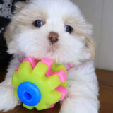 Flower Shih Tzu 04