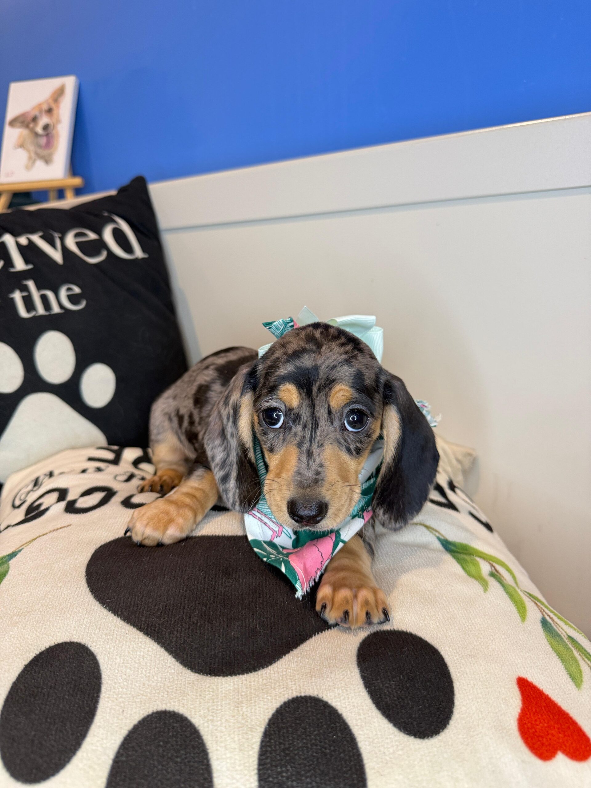 Frankie Dachshund 01