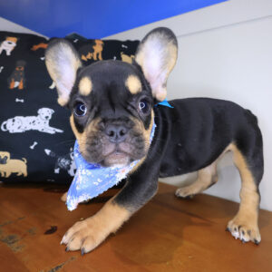 Georgia French Bulldog 01 Georgia French Bulldog 01