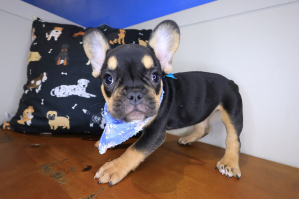 Georgia French Bulldog 01