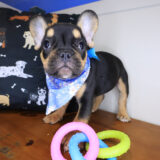 Georgia French Bulldog 02